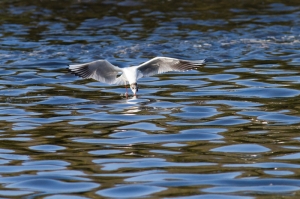 mouette pont croix-1