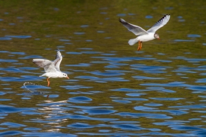 mouette pont croix-10