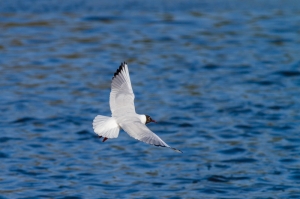 mouette pont croix-11