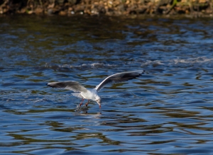 mouette pont croix-2