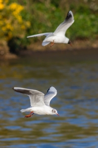 mouette pont croix-3