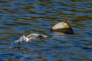 mouette pont croix-5