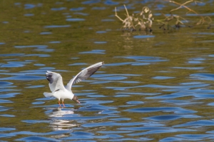 mouette pont croix-6