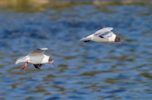 mouette pont croix-7