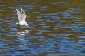 mouette pont croix-8