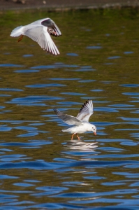 mouette pont croix-9