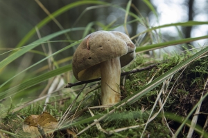 champignons-a-st-cadou-1