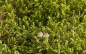 champignons-a-st-cadou-10