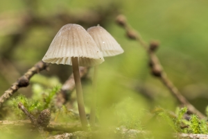 champignons-a-st-cadou-12