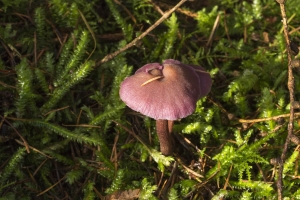 champignons-a-st-cadou-16