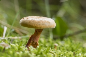 champignons-a-st-cadou-9