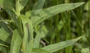 Les insectes (5)