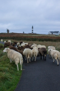 Ouessant