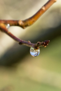 Premier jour de givre