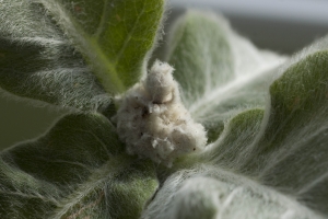 Sinningia leucotricha - Edelweiss du Brésil