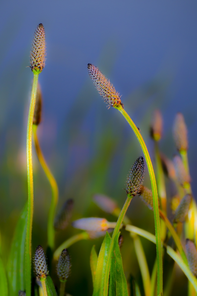 fleur