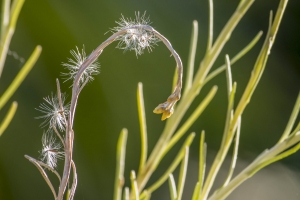 Helychrisum Italicum