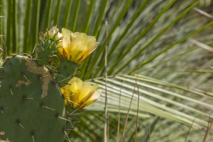 opuntia