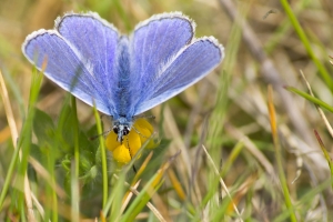 papillons bleus (11 sur 19)