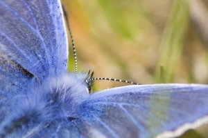 papillons bleus (12 sur 19)