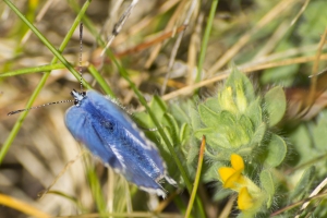 papillons bleus (16 sur 19)