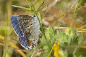 papillons bleus (19 sur 19)