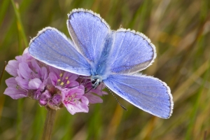 papillons bleus (8 sur 19)