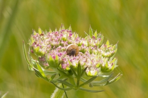 papillons bleus et autres (4 sur 8)