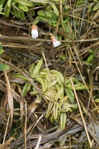 Grassette du Portugal (Pinguicula lusitanica)