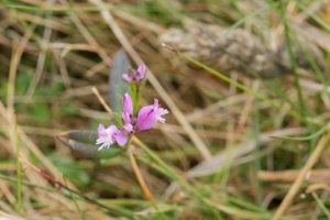 Polygale à feuille de serpolet - Polygala serpyllifolia