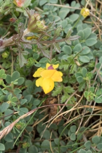 Lotier corniculé (Lotus corniculatus L.)