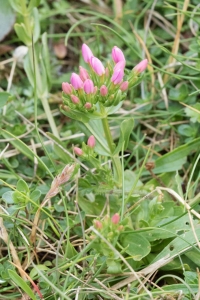 Petite centaurée maritime / Centaurium maritimum