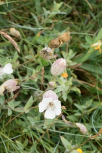 Silène maritime / Silene uniflora subsp. uniflora