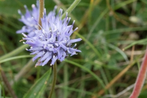 Jasione des montagnes / Jasione montana