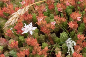 Sedum anglicum / Orpin d'Angleterre