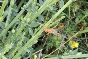 sortie réserve de Goulien juin 2016-3369