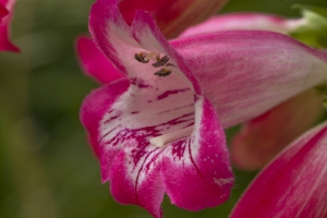 penstemon