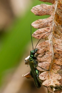 oedemera nobilis mâle.jpg