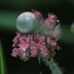 un drôle d'escargot !!!