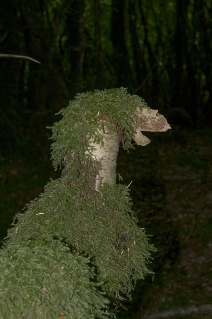 un drole d'oiseau , un dodo - (Copier)