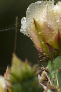 opuntia lindheimeri