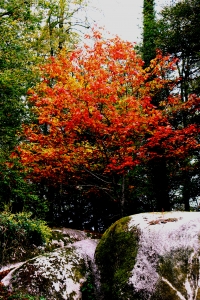 arbre couleur automne