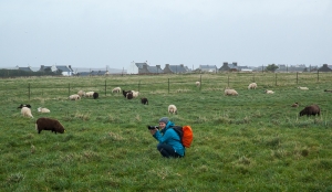 Ouessant (11)