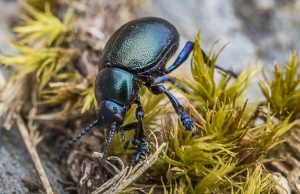 Macro Monts d'Arrée (3)