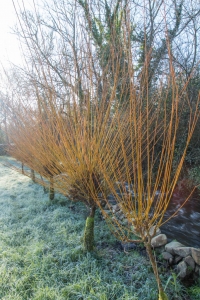 Premier jour de givre