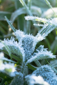 Premier jour de givre