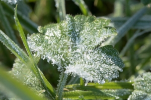 Premier jour de givre