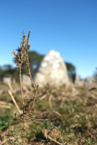 Sortie_Carnac-2