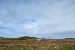 pose_longue-2