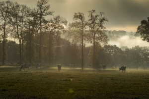 Brocéliande